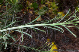 Слика од Ericameria nauseosa var. bernardina (H. M. Hall) G. L. Nesom & G. I. Baird