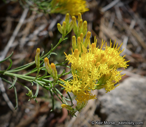 Image of Ericameria nauseosa var. bernardina (H. M. Hall) G. L. Nesom & G. I. Baird