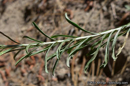 Image of Ericameria nauseosa var. bernardina (H. M. Hall) G. L. Nesom & G. I. Baird