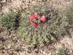 Image of Horse Crippler Cactus