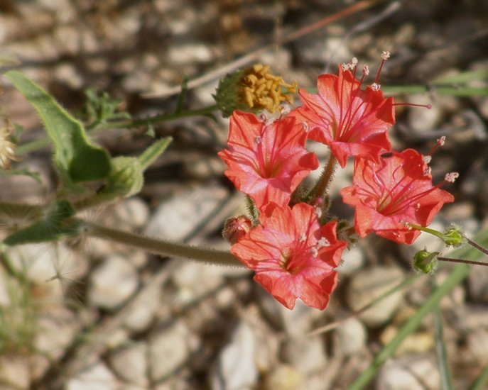 Image of devil's bouquet