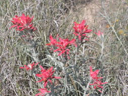 Image of Sierra woolly Indian paintbrush