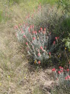 Image of Sierra woolly Indian paintbrush