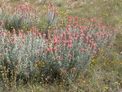 Image of Sierra woolly Indian paintbrush