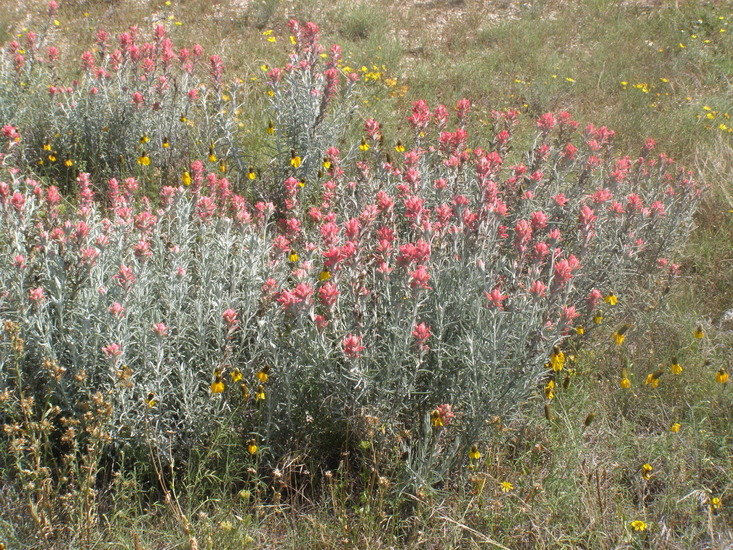 Image of Sierra woolly Indian paintbrush