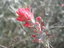 Image of Sierra woolly Indian paintbrush