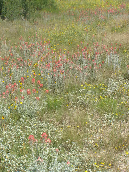 Image of Sierra woolly Indian paintbrush