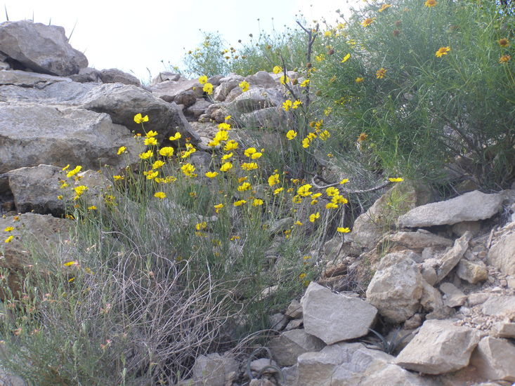 Image of Edwards Plateau greenthread