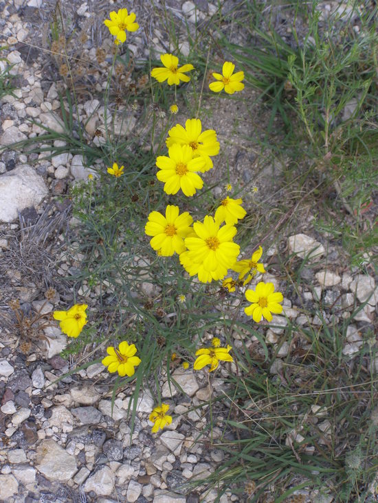 Image of Edwards Plateau greenthread