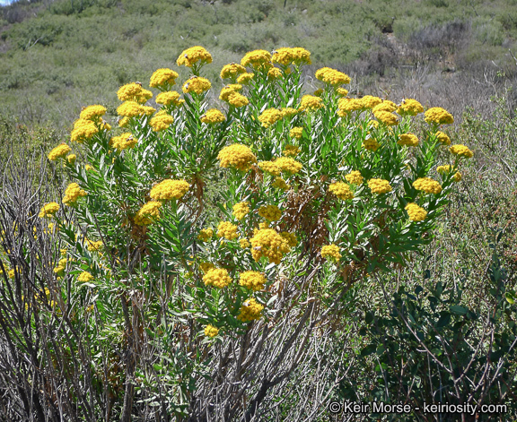 Imagem de <i>Ericameria <i>parishii</i></i> var. parishii