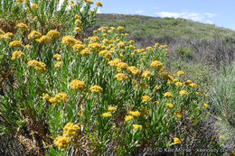 Image of <i>Ericameria <i>parishii</i></i> var. parishii