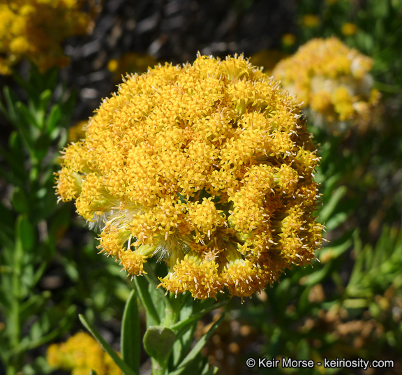 Image of <i>Ericameria <i>parishii</i></i> var. parishii