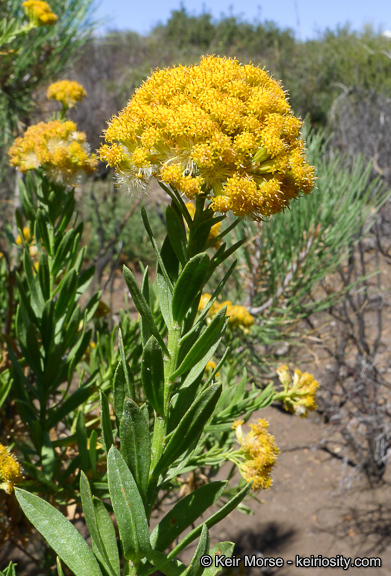 Image of <i>Ericameria <i>parishii</i></i> var. parishii