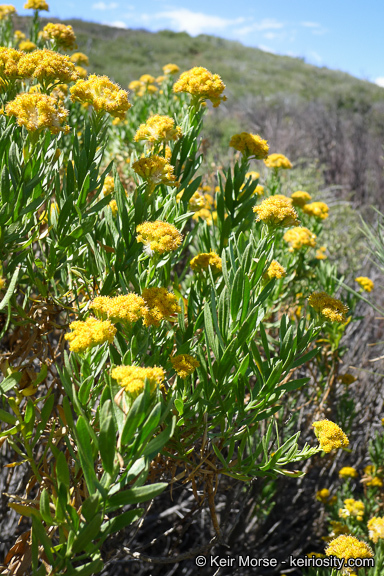 Image of <i>Ericameria <i>parishii</i></i> var. parishii