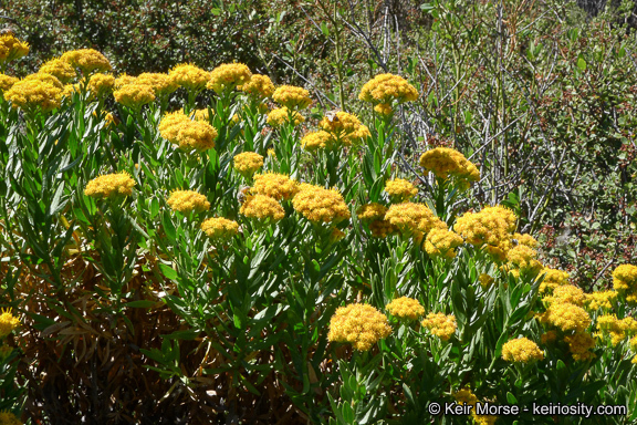 Image of <i>Ericameria <i>parishii</i></i> var. parishii