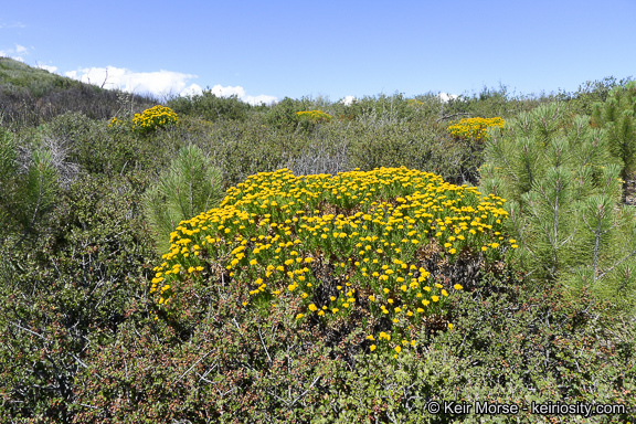 Imagem de <i>Ericameria <i>parishii</i></i> var. parishii