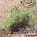 Image of Palmer's rabbitbrush