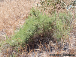 Image of Palmer's rabbitbrush