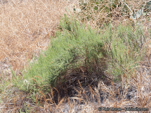 Imagem de Ericameria palmeri var. pachylepis (H. M. Hall) G. L. Nesom ex M. A. Lane & R. L. Hartman