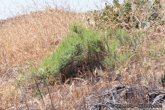 Image of Palmer's rabbitbrush