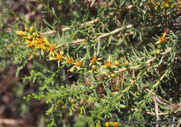 Imagem de Ericameria palmeri var. pachylepis (H. M. Hall) G. L. Nesom ex M. A. Lane & R. L. Hartman