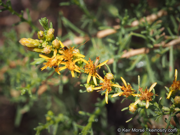 Imagem de Ericameria palmeri var. pachylepis (H. M. Hall) G. L. Nesom ex M. A. Lane & R. L. Hartman