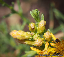 Imagem de Ericameria palmeri var. pachylepis (H. M. Hall) G. L. Nesom ex M. A. Lane & R. L. Hartman