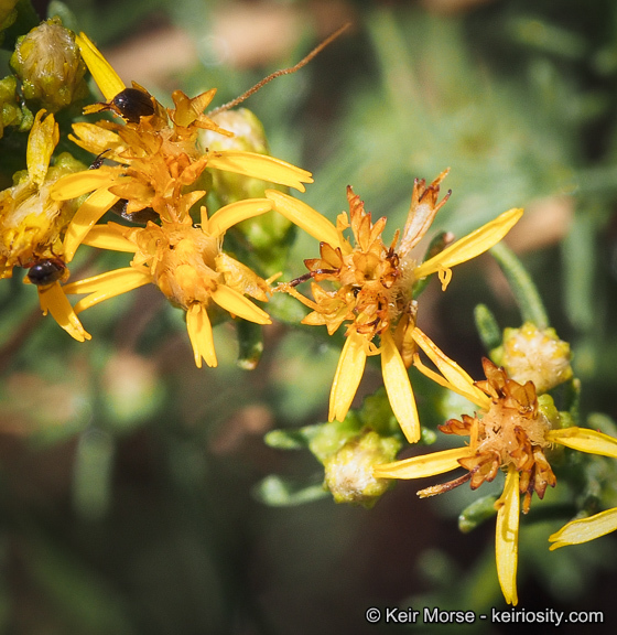 Imagem de Ericameria palmeri var. pachylepis (H. M. Hall) G. L. Nesom ex M. A. Lane & R. L. Hartman