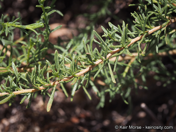 Image of Palmer's rabbitbrush