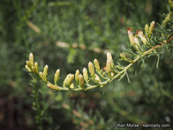 Image of Palmer's rabbitbrush