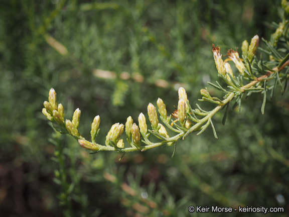 Imagem de Ericameria palmeri var. pachylepis (H. M. Hall) G. L. Nesom ex M. A. Lane & R. L. Hartman