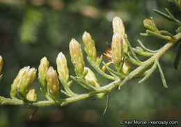 Image of Palmer's rabbitbrush