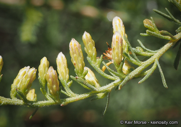 Imagem de Ericameria palmeri var. pachylepis (H. M. Hall) G. L. Nesom ex M. A. Lane & R. L. Hartman