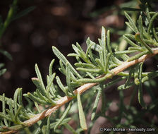 Imagem de Ericameria palmeri var. pachylepis (H. M. Hall) G. L. Nesom ex M. A. Lane & R. L. Hartman