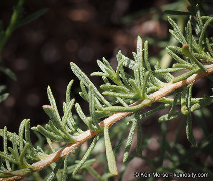 Image of Palmer's rabbitbrush