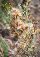 Image of Palmer's rabbitbrush