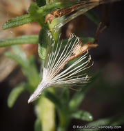 Image of Palmer's rabbitbrush