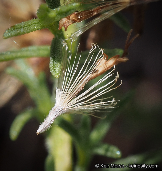 Imagem de Ericameria palmeri var. pachylepis (H. M. Hall) G. L. Nesom ex M. A. Lane & R. L. Hartman