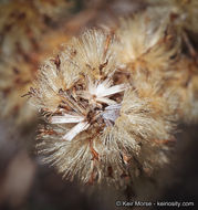 Imagem de Ericameria palmeri var. pachylepis (H. M. Hall) G. L. Nesom ex M. A. Lane & R. L. Hartman