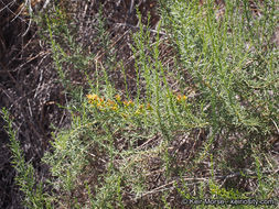 Image of Palmer's rabbitbrush