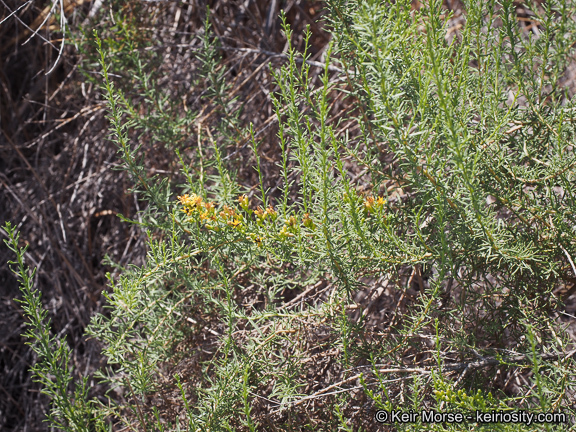 Imagem de Ericameria palmeri var. pachylepis (H. M. Hall) G. L. Nesom ex M. A. Lane & R. L. Hartman