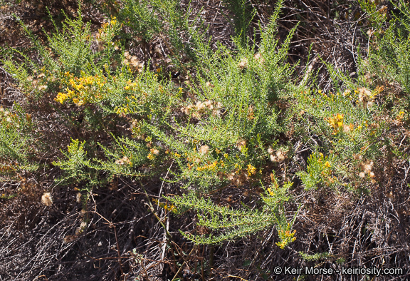 Imagem de Ericameria palmeri var. pachylepis (H. M. Hall) G. L. Nesom ex M. A. Lane & R. L. Hartman