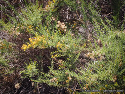 Imagem de Ericameria palmeri var. pachylepis (H. M. Hall) G. L. Nesom ex M. A. Lane & R. L. Hartman