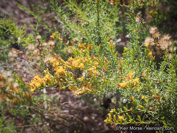 Imagem de Ericameria palmeri var. pachylepis (H. M. Hall) G. L. Nesom ex M. A. Lane & R. L. Hartman