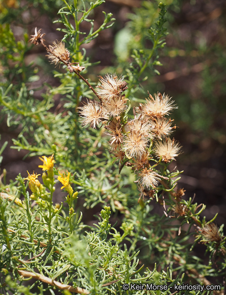 Imagem de Ericameria palmeri var. pachylepis (H. M. Hall) G. L. Nesom ex M. A. Lane & R. L. Hartman