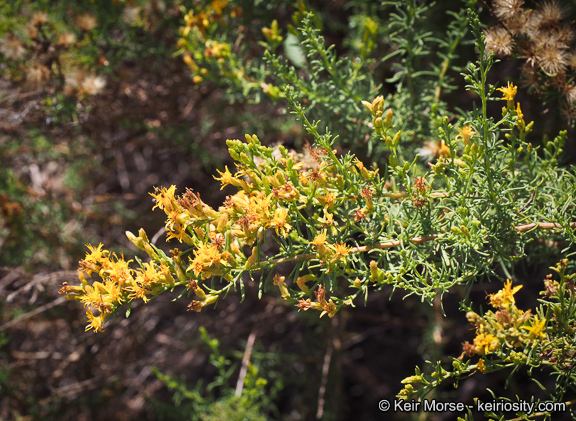 Imagem de Ericameria palmeri var. pachylepis (H. M. Hall) G. L. Nesom ex M. A. Lane & R. L. Hartman