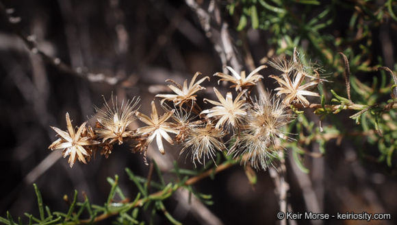 Image of Palmer's rabbitbrush