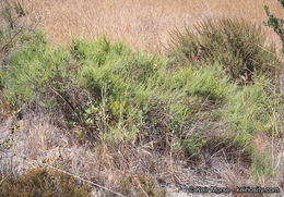 Image of Palmer's rabbitbrush