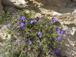 Image of bluebowls