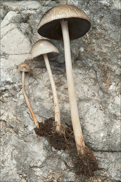 Image of <i>Panaeolus semiovatus</i> ssp. <i>phalaenarum</i>